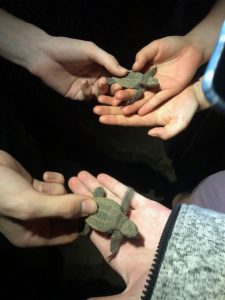 Mon Repos Saves Endangered Turtles